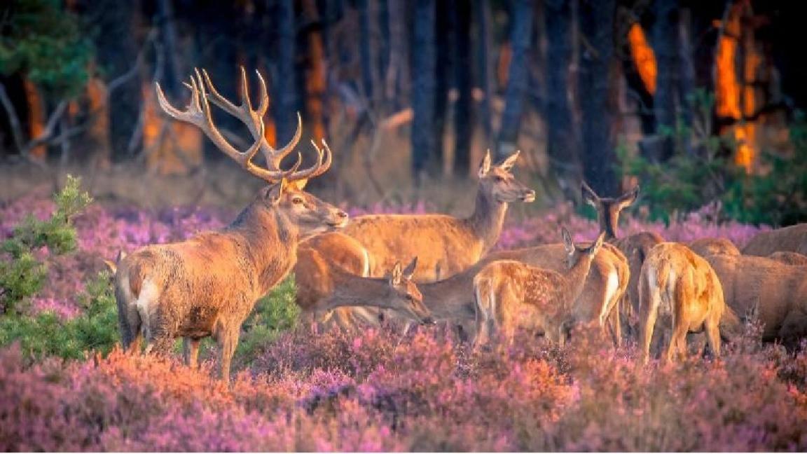 Sfeervol Chalet Op De Veluwe 皮滕 外观 照片